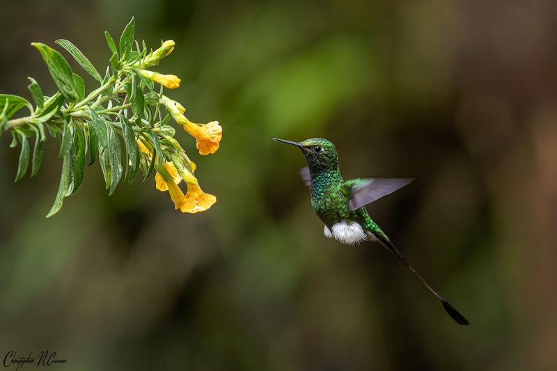 White-booted Racket-tail