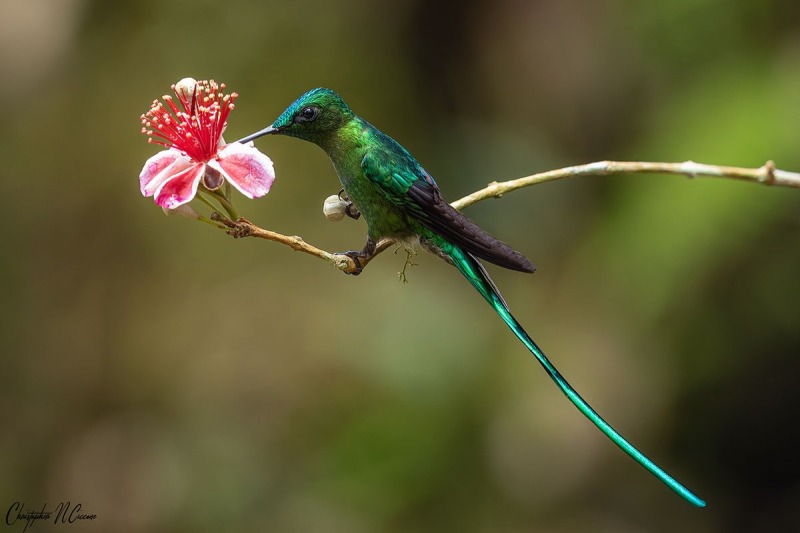 Long-tailed Sylph