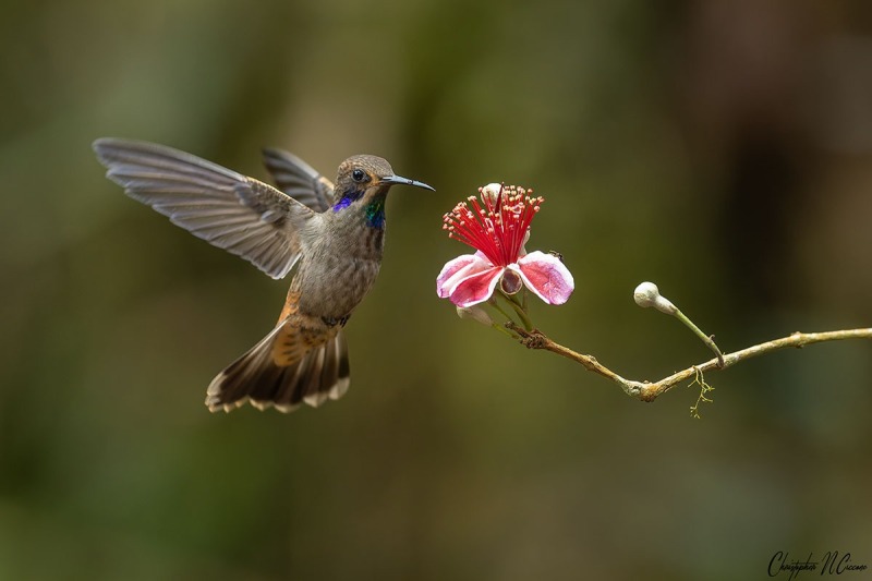 Brown Violetear