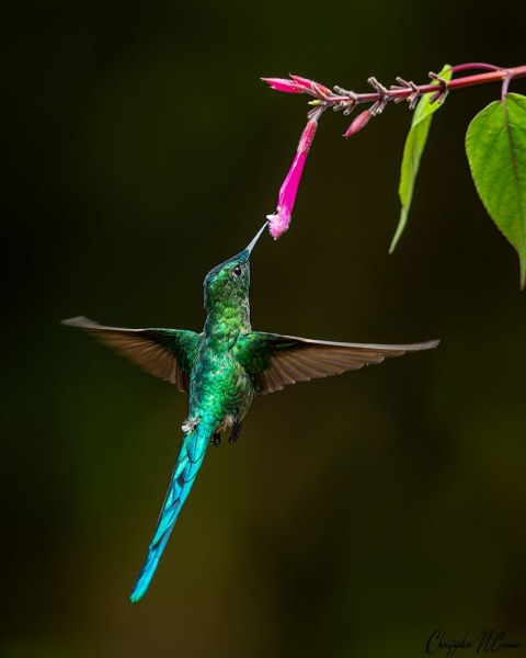 Long-tailed Sylph