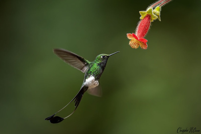 White-booted Racket-tail