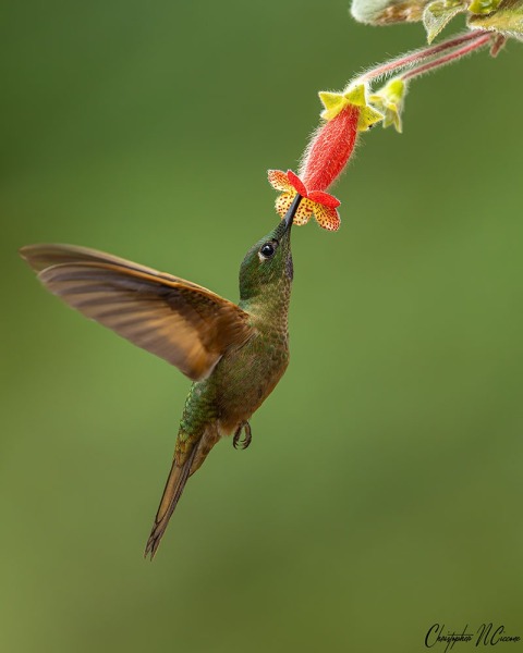 Fawn-breasted Brilliant