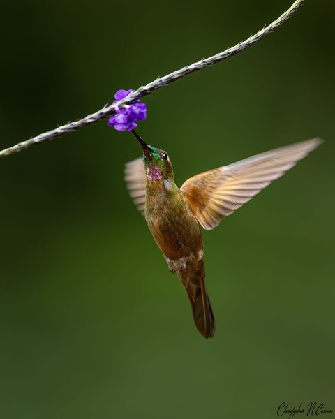 Fawn-breasted Brilliant