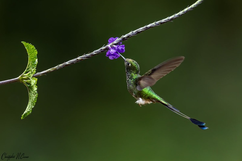 White-booted Racket-tail