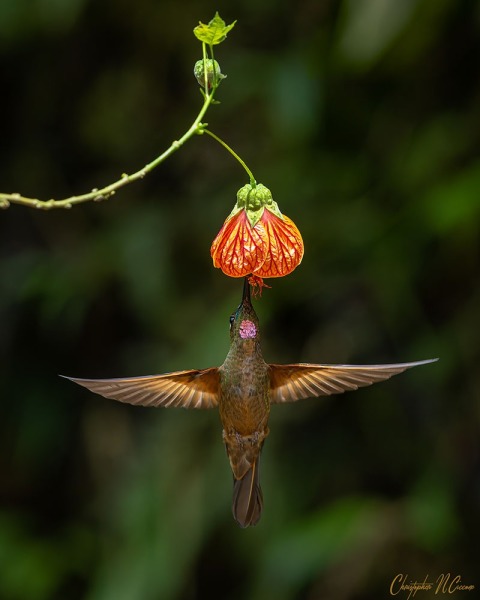 Fawn-breasted Brilliant