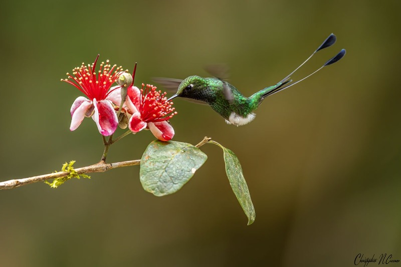 White-booted Racket-tail