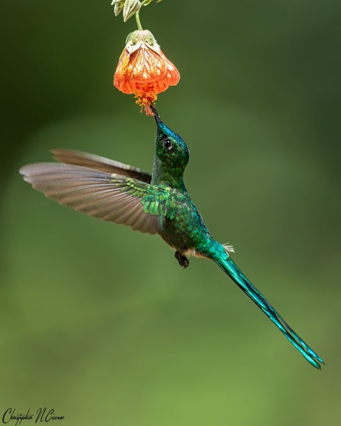 Long-tailed Sylph