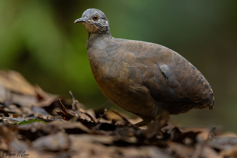Little Tinamou