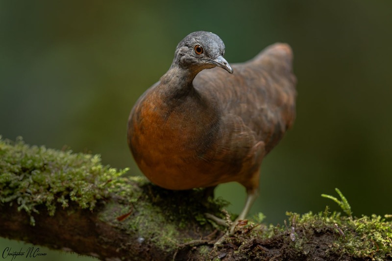 Little Tinamou