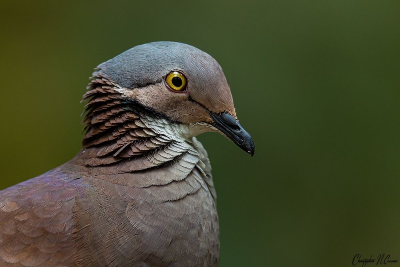 White-throated Quail-Dove