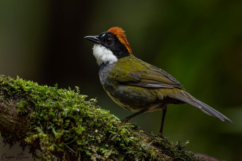 Chestnut-capped Brushfinch