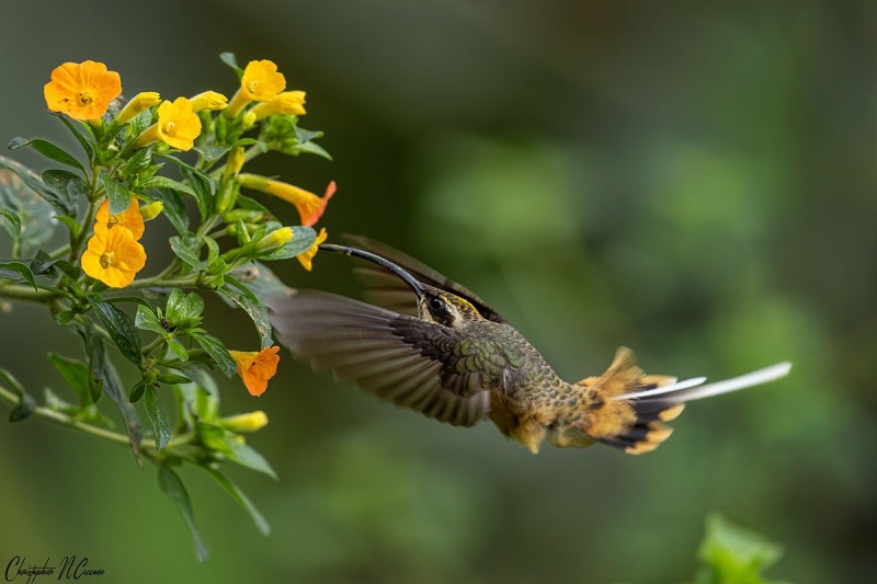 Tawny-bellied Hermit