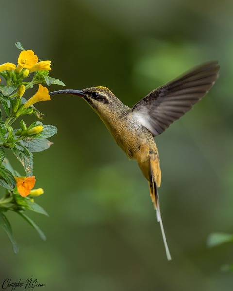 Tawny-bellied Hermit