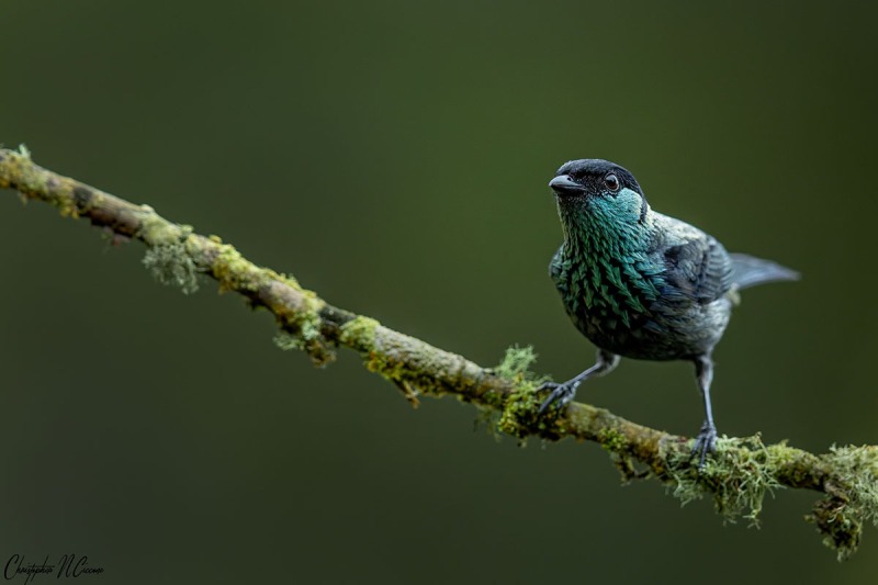 Black-capped Tanager