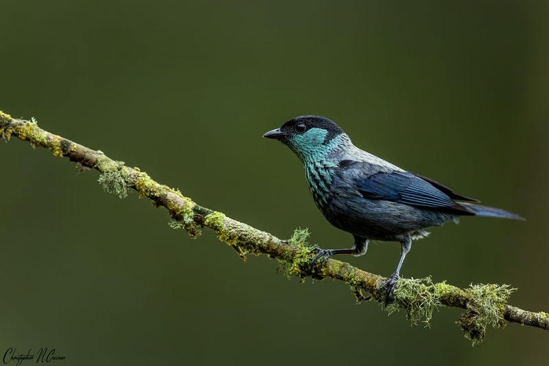 Black-capped Tanager
