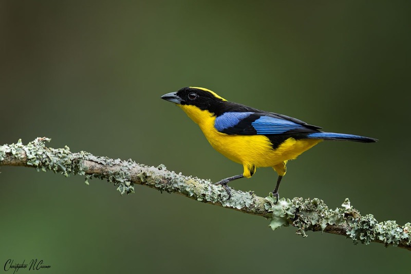 Blue-winged Mountain Tanager