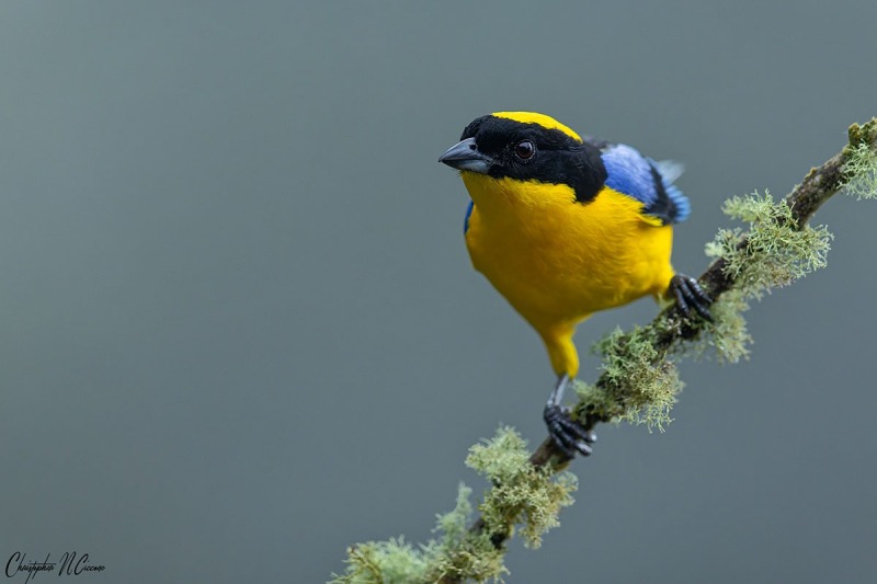 Blue-winged Mountain Tanager