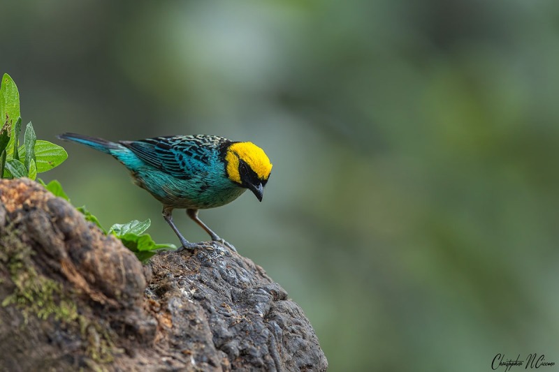 Saffron-crowned Tanager