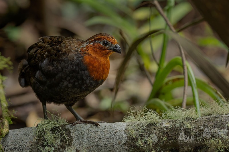 Chestnut Wood-Quail
