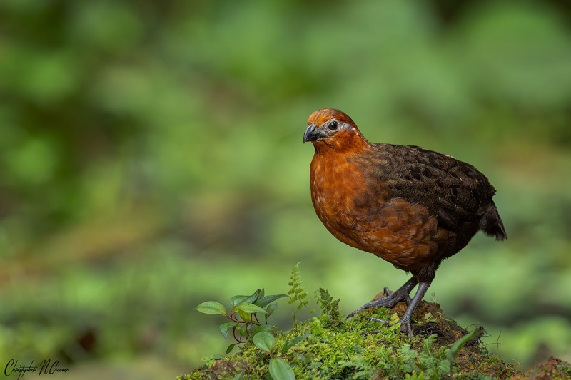 Chestnut Wood-Quail