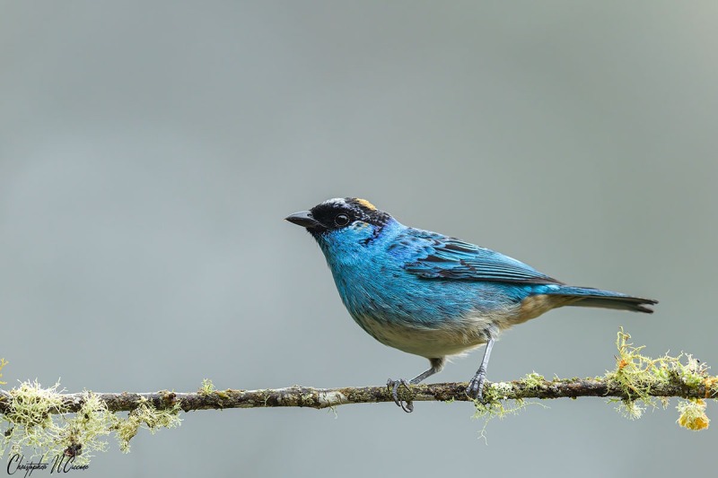 Golden-naped Tanager