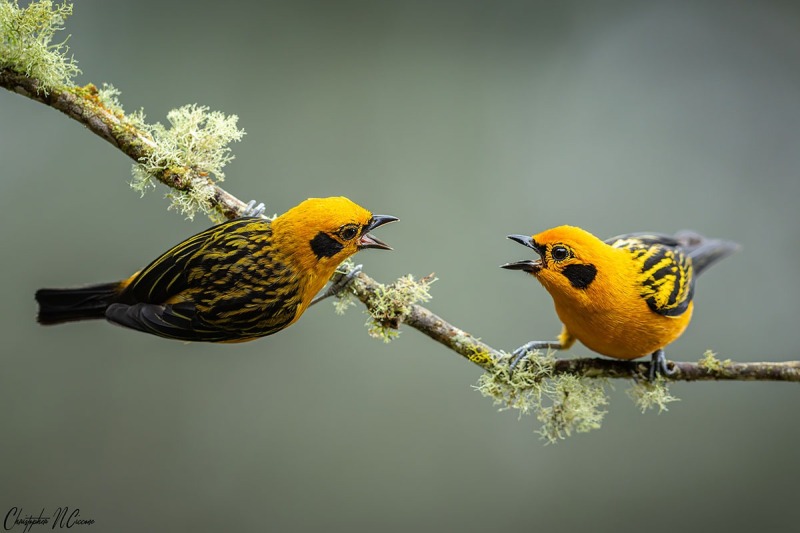 Golden Tanager