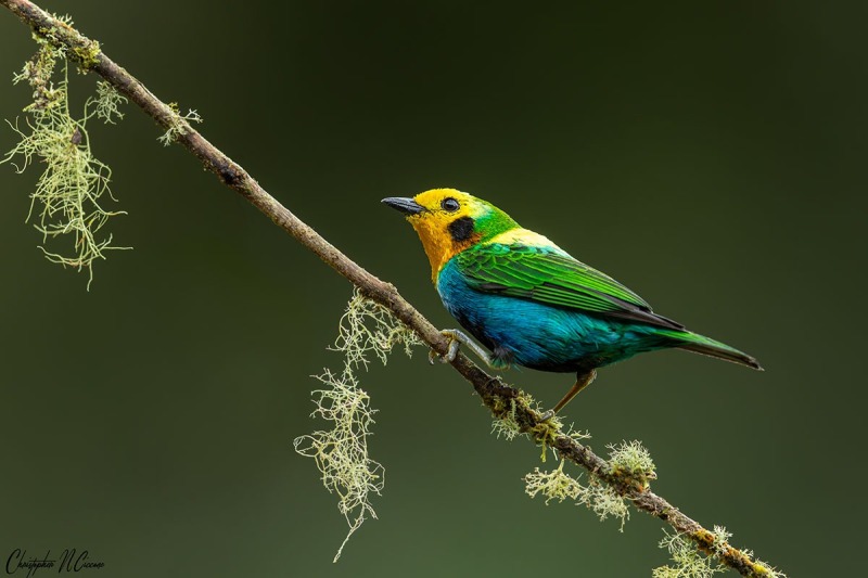 Multicolored Tanager
