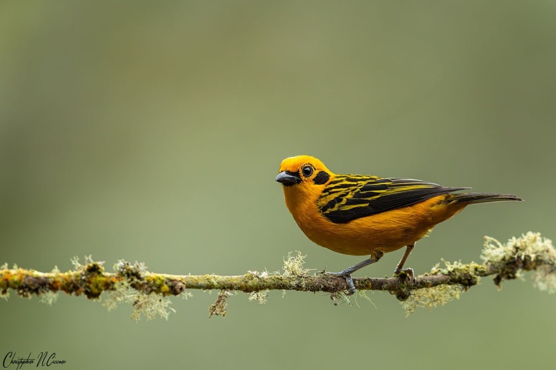 Golden Tanager