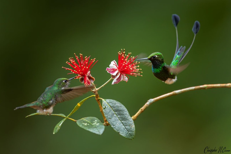 White-booted Racket-tail