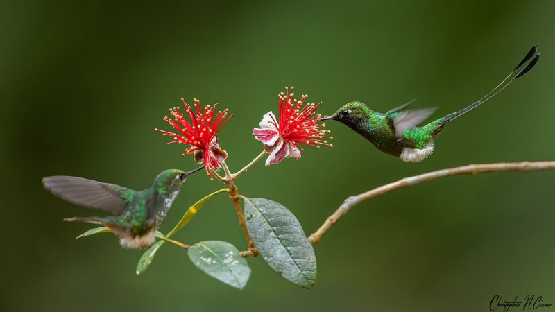 White-booted Racket-tail