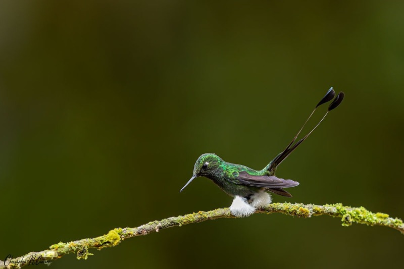 White-booted Racket-tail