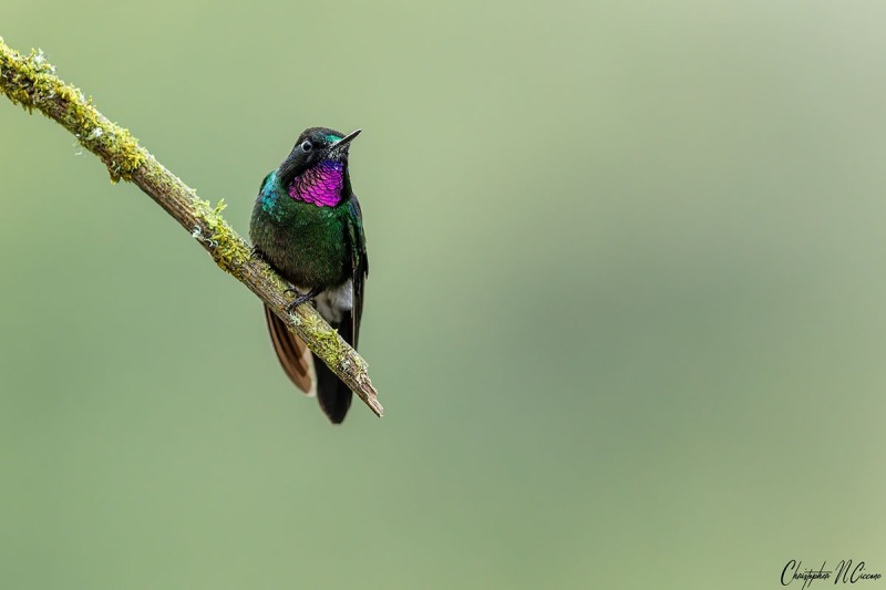 Tourmaline Sunangel