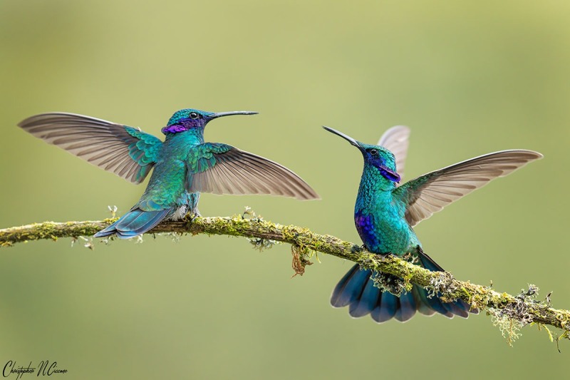 Sparkling Violetear