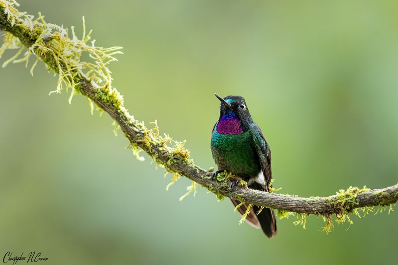 Tourmaline Sunangel