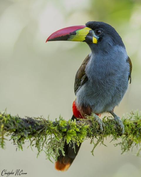 Grey-breasted Mountain Toucan