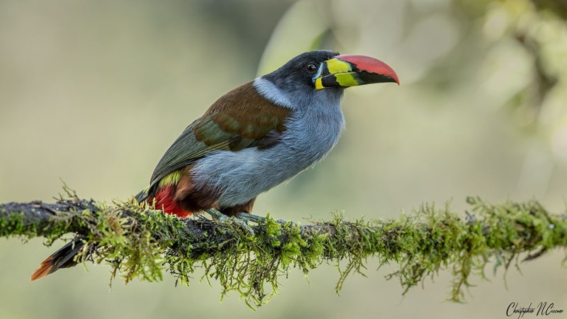 Grey-breasted Mountain Toucan