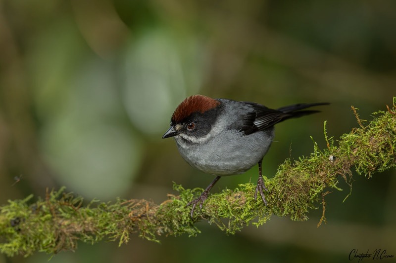 Northern Slaty Brushfinch