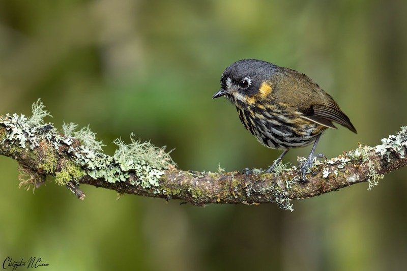 Crescent-faced Antpitta