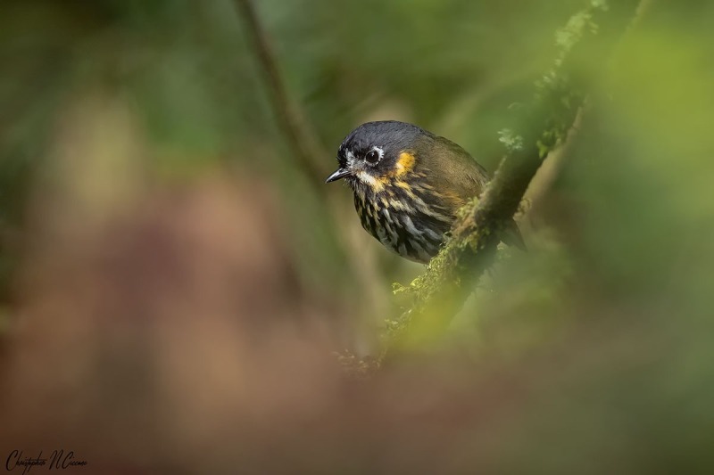 Crescent-faced Antpitta