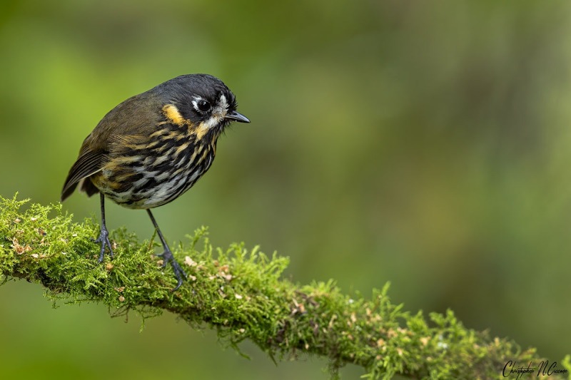 Crescent-faced Antpitta