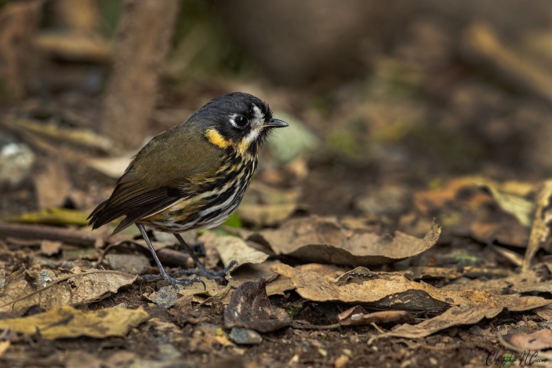 Crescent-faced Antpitta