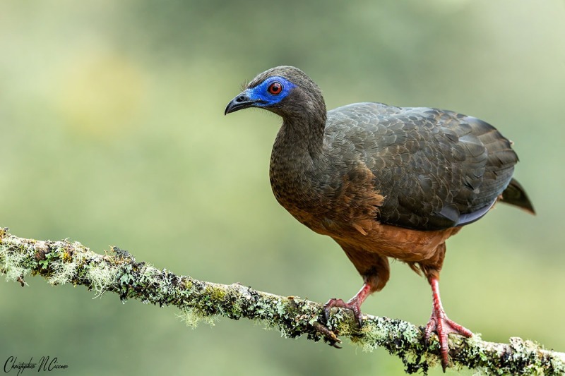 Sickle-winged Guan