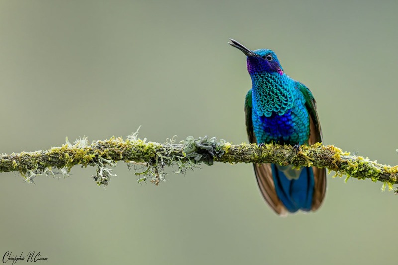 Sparkling Violetear