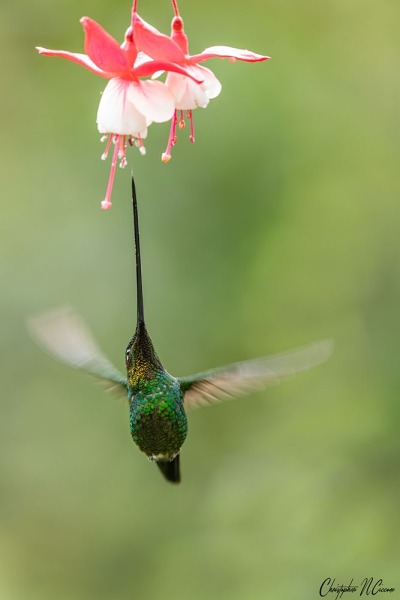 Sword-billed Hummingbird