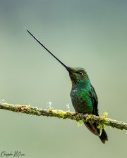 Sword-billed Hummingbird
