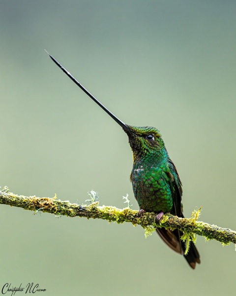 Sword-billed Hummingbird