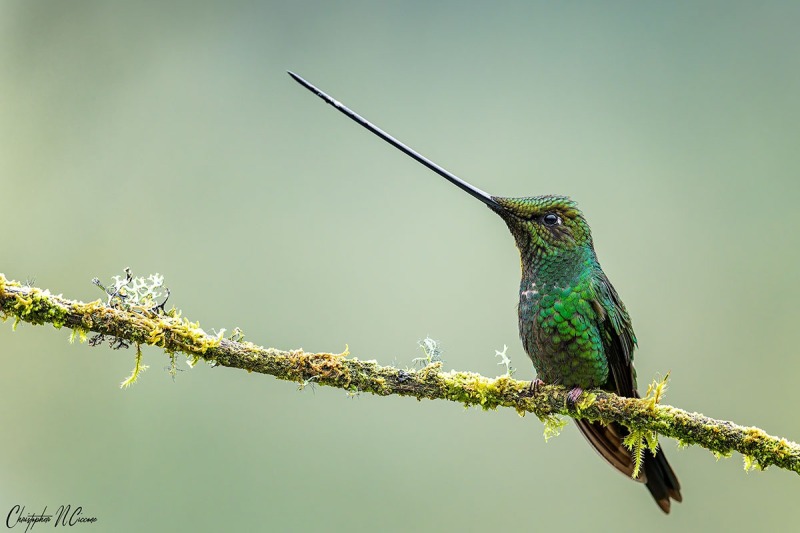 Sword-billed Hummingbird