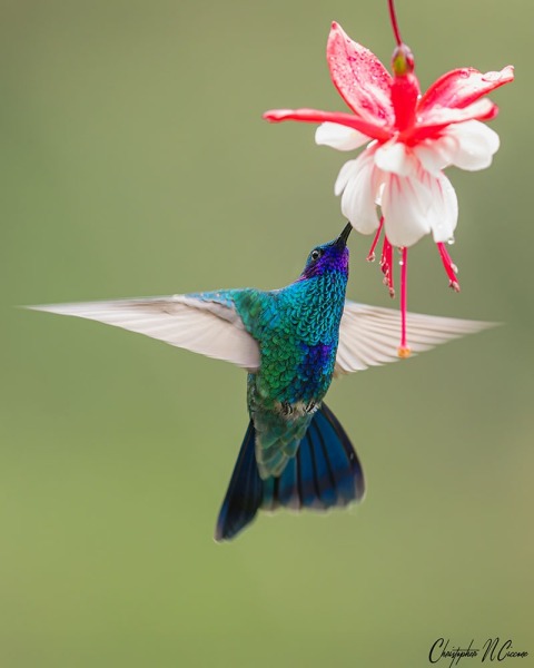 Sparkling Violetear