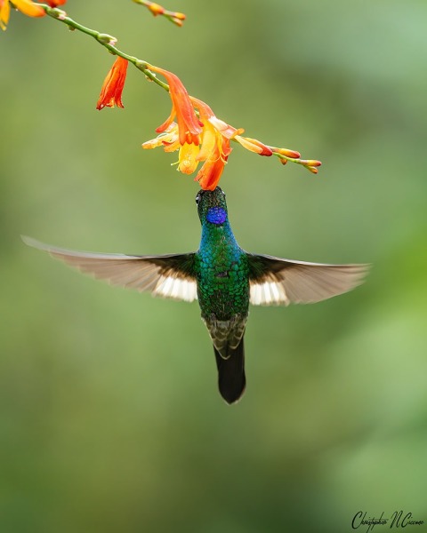 Buff-winged Starfrontlet