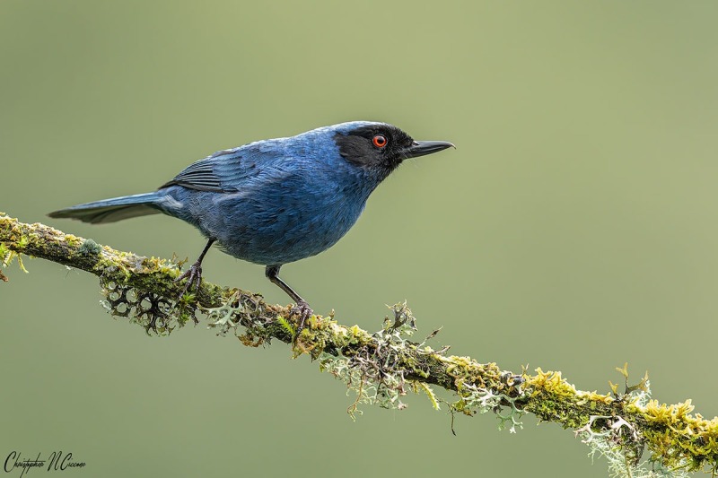 Masked Flowerpiercer